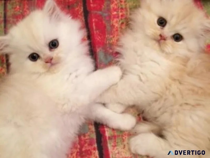 persian kittens available to indoor pet homes