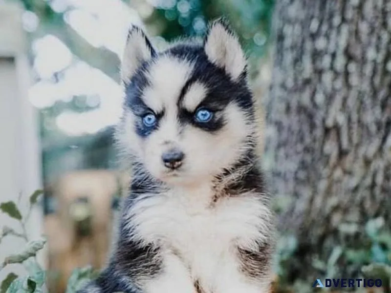 Obedient Siberian Husky Puppies