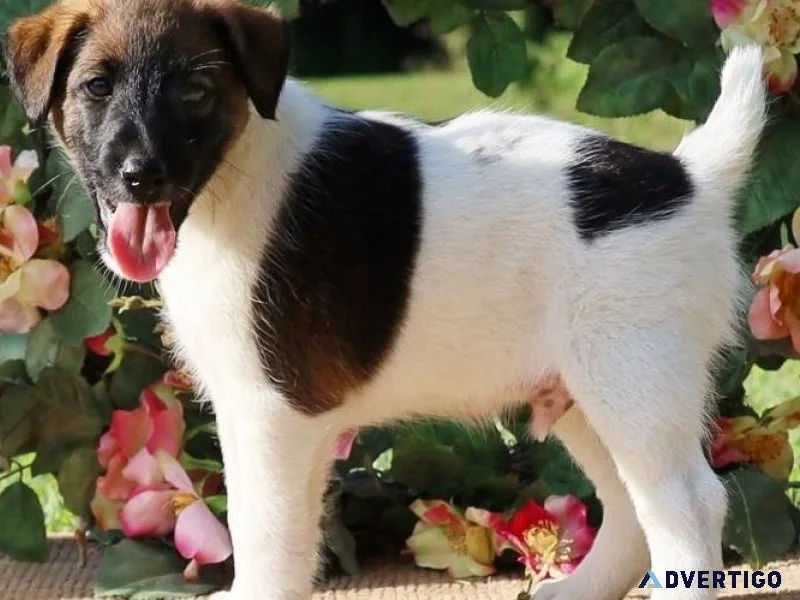 Home Raised Fox Terrier Puppies