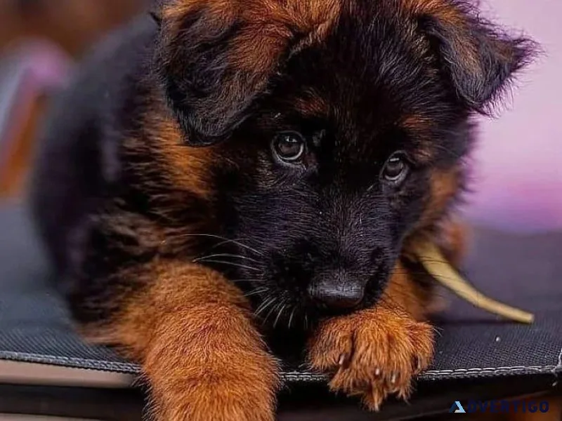 Full Bloodlines Ferman Shepherd Puppies