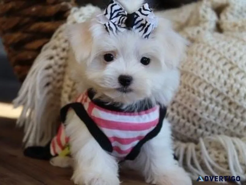 Pure Breed White Chunky Maltese Puppies