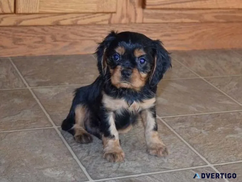 Home Raised Cavalier King Charles Spaniel Puppies