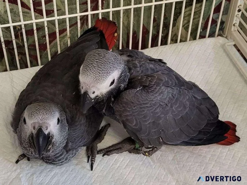 Male and female baby Congo African Grey parrots