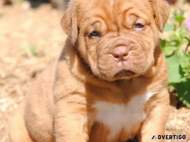 Dogue De Bordeaux Puppies