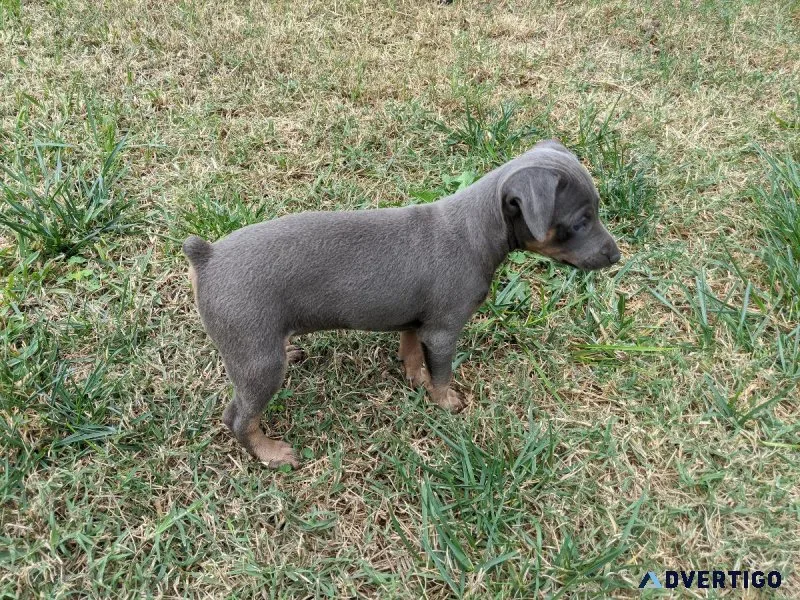 Miniature Pinscher Puppies