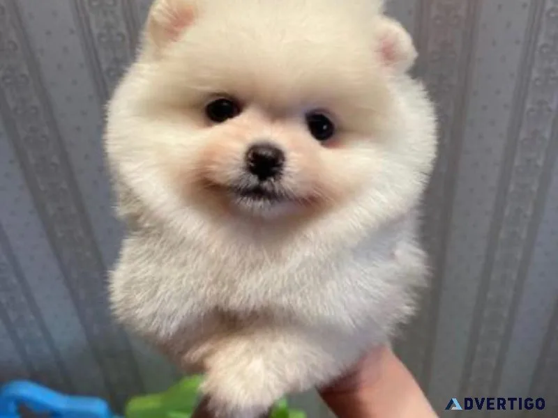 Stunning Pomeranian Puppies AKC Reg
