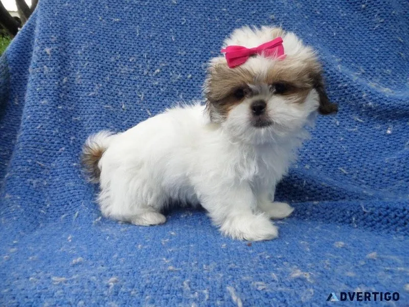 Shihtzu Puppies