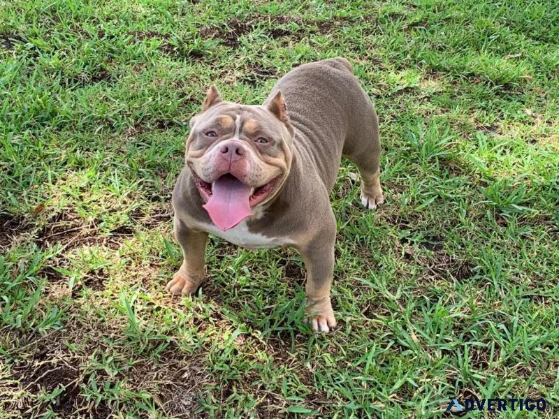 American bullies pocket