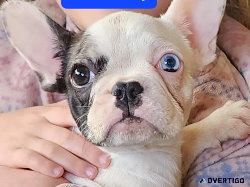 French Bulldog pups females and 1 male AKC registered