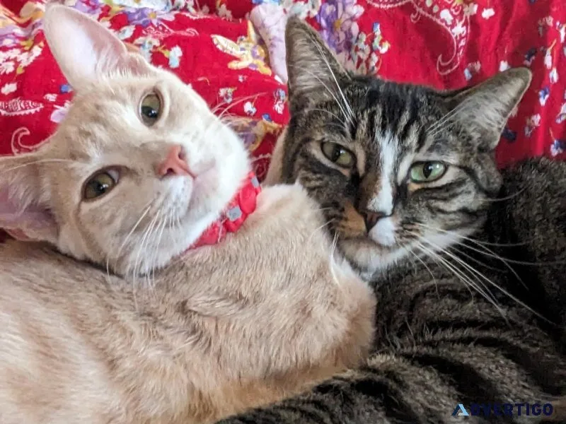Temporary foster needed for 2 young cats