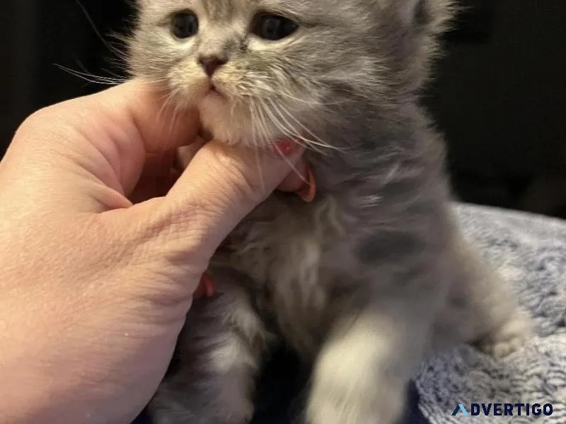 Scottish Fold and Scottish straight kitten