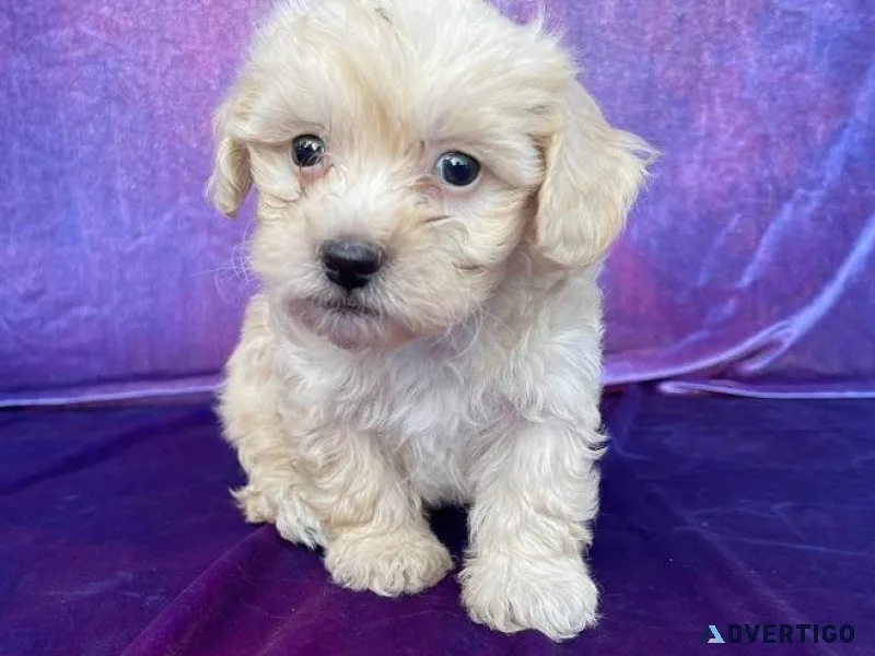 Charming Maltese puppies