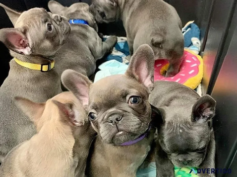 French Bulldog puppies ready
