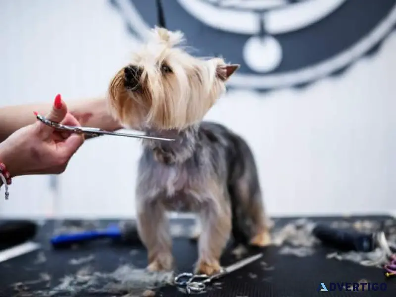 Dog Groomers in Kochi Dog Baths Haircuts Nail Trimming
