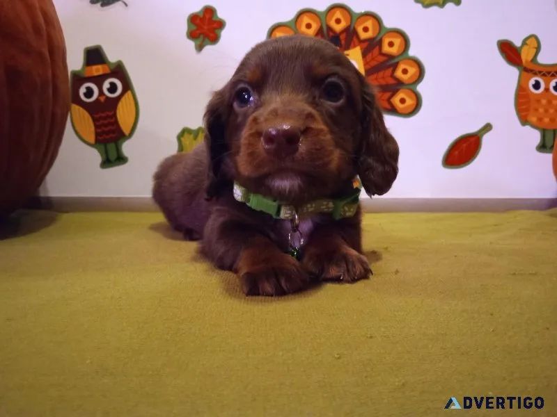 Christmas Miniature Dachshund Puppies RTG