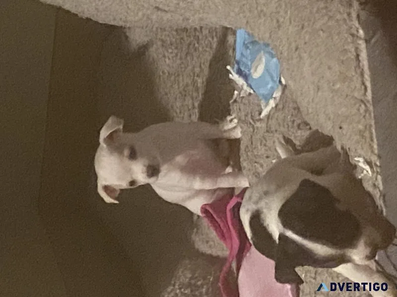 Deerhead chihuahuas 8 weeks old