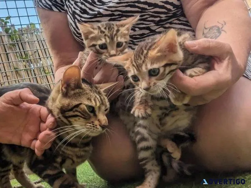 ready now tica registered Bengal kittens