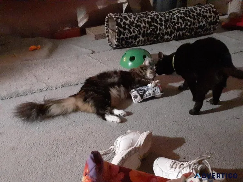 Catnip Kitty kick it
