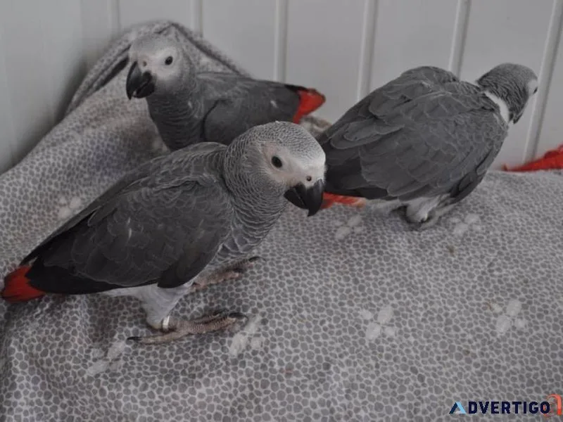 Well Socialized African Grey Parrots available for sale.