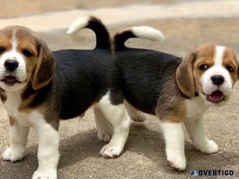 Outstanding Beagle Puppies For Loving Homes