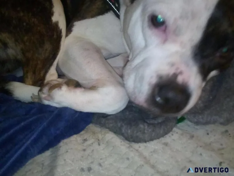 American Bully