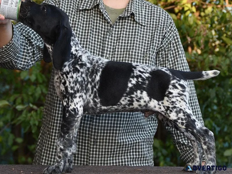 Well Trained German Shorthaired Pointer Puppies