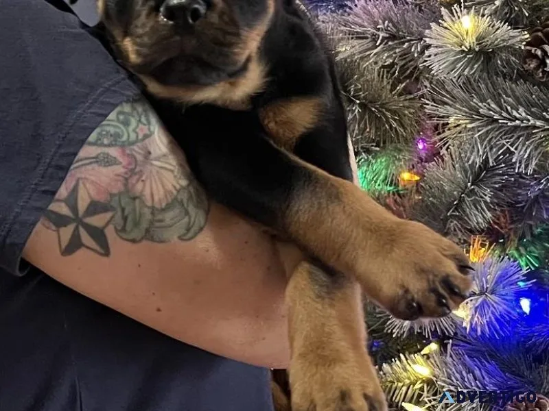 Rottweiler Puppies