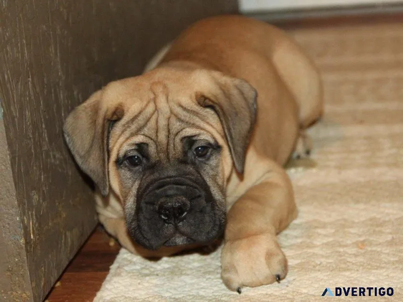 AKC Bull Mastiff puppies