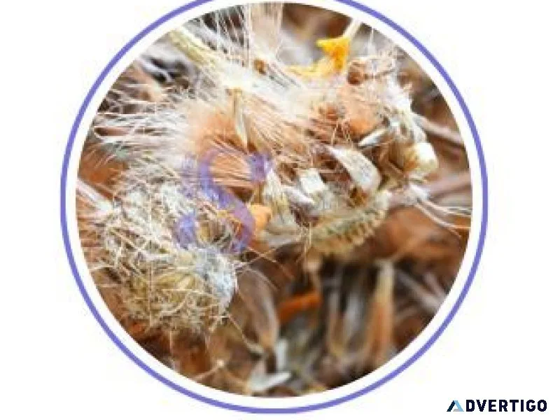 Buy Whole Herbs Online Canada  Serenityuniverse.com