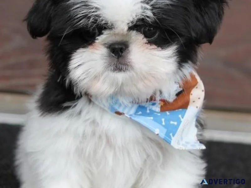 Adorable Shih Tzu Puppies