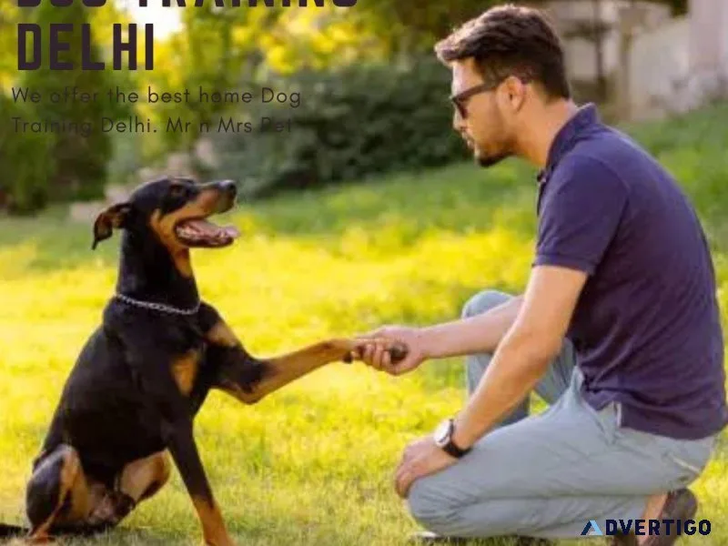 Dog Training Delhi
