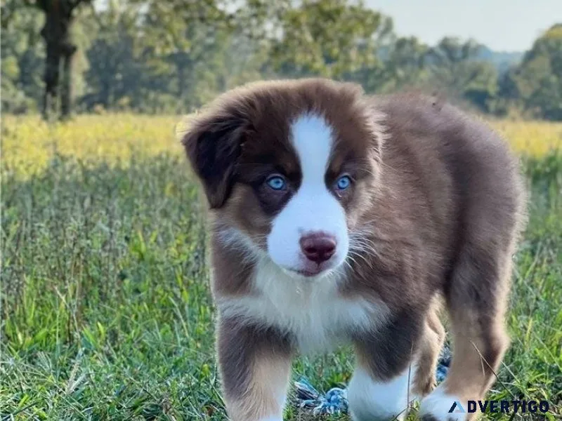 Potty Trained Australian Shepherd Puppies