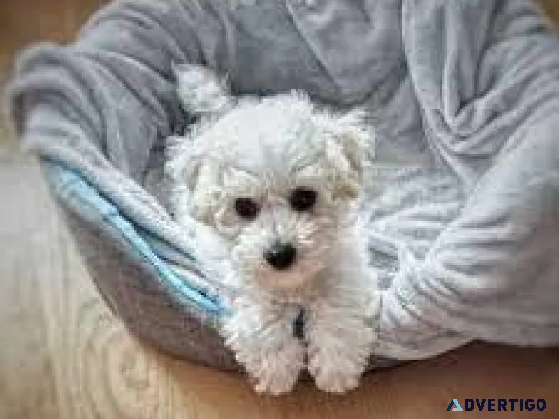 Smaller pure Bichon parents CKC registered