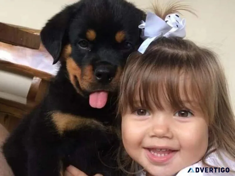 Big Bones Rottweiler Pups