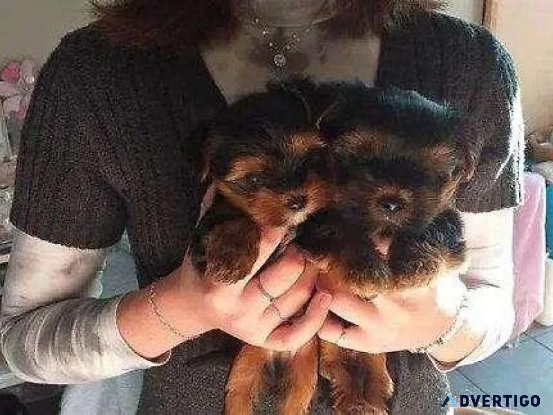 Tea Cup Yorkie Puppies Ready for Their New Home