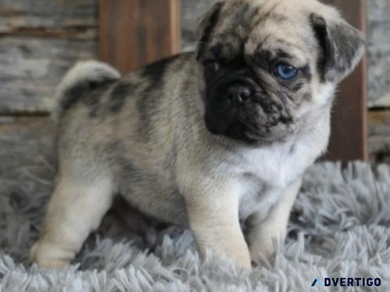 Charming Pug puppies