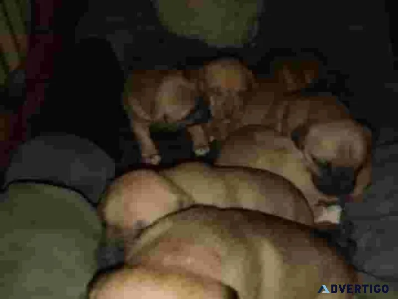 Pitbull Puppies for sale