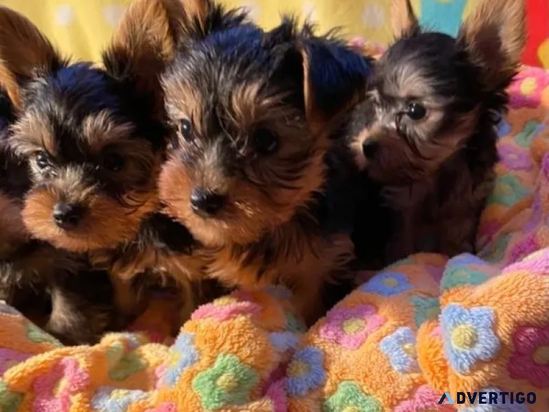 Affectionate Mini Yorkie puppies available