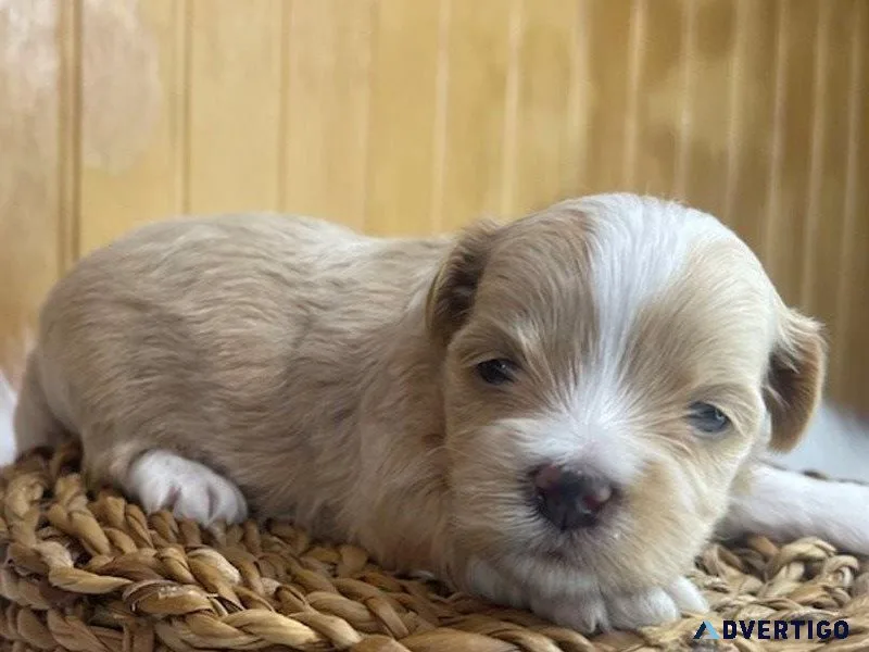 Havanese Puppies Adorable Small Nonshedding Family Dogs