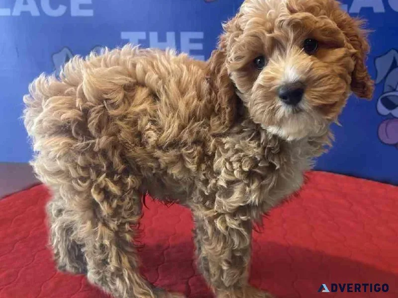 Charming Cockapoo Pups