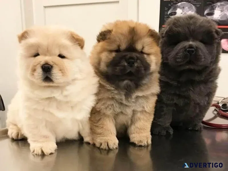 Cute Chow Chow Pups Ready