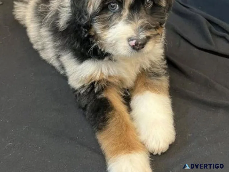 Quality Aussie Doodle Puppies