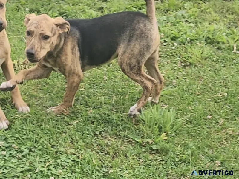 Catahoulas