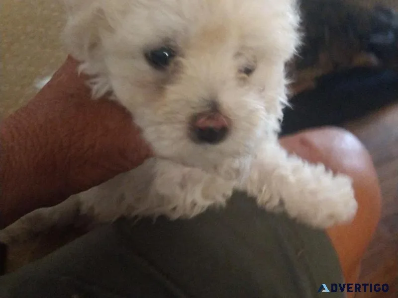 Puppy for sale