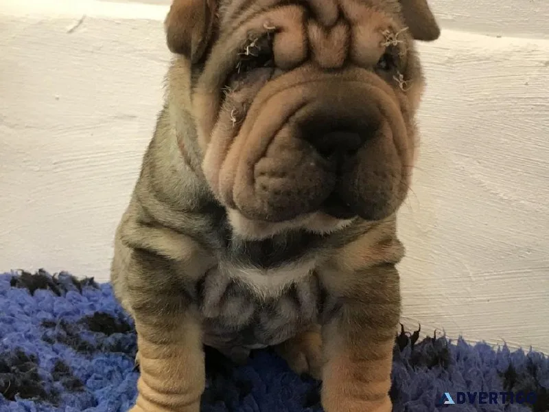 Shar Pei Puppies For Sale