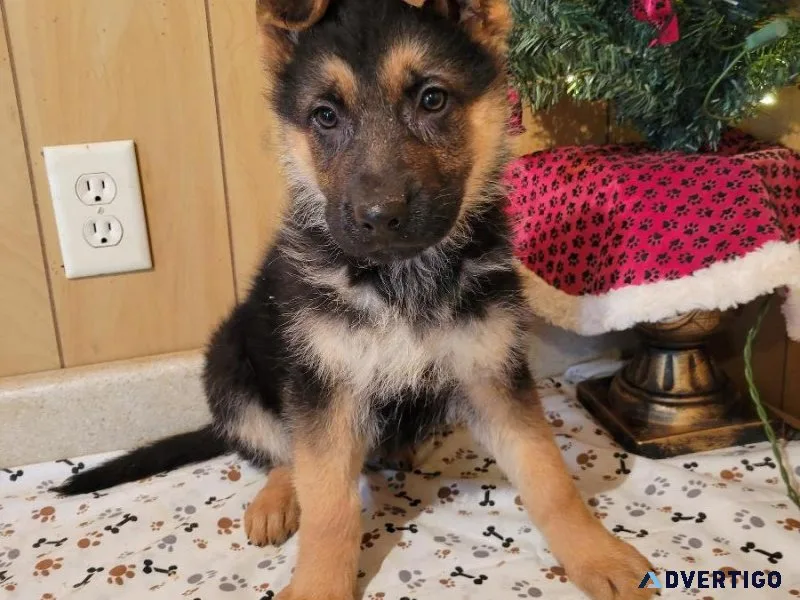 AKC German Shepherd Puppies for Christmas