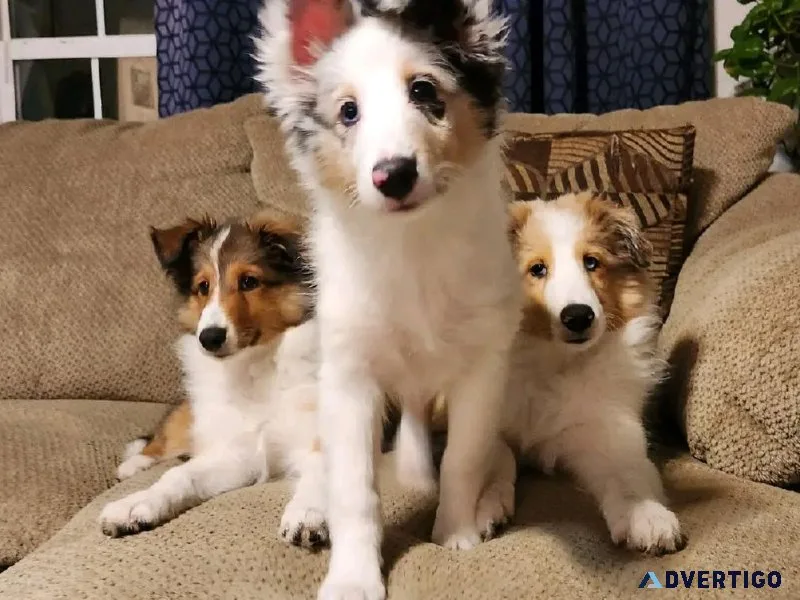 Sheltie puppies need new homes