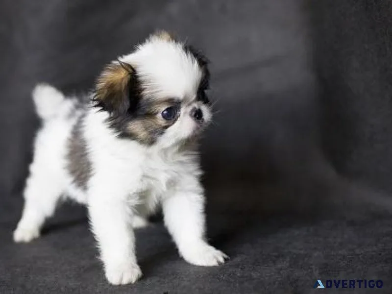 Healthy Japanese Chin Puppies