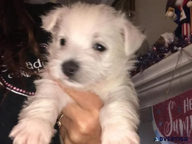 ckc scottish terrier puppies