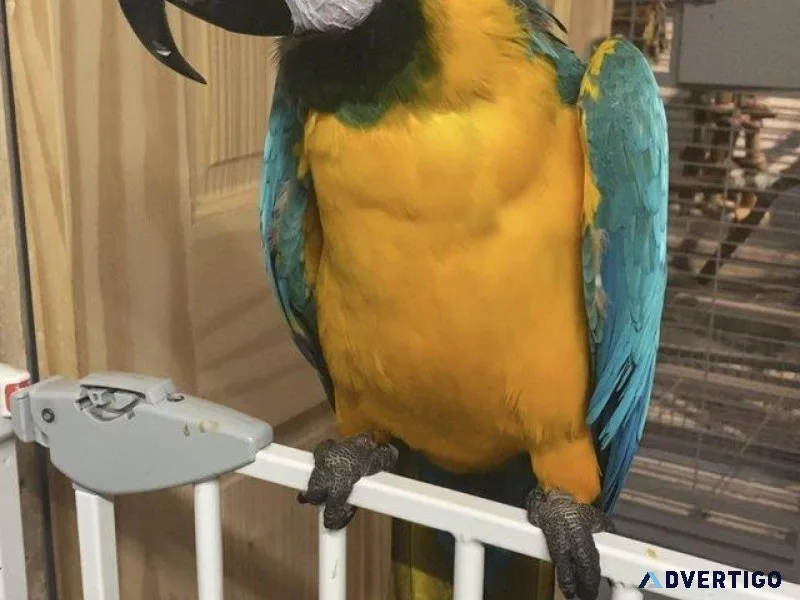 Blue and Gold Macaw parrot &quotPair&quot